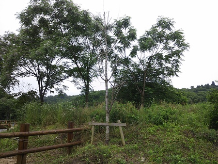 断念 残念_e0145441_834147.jpg