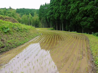 菊池水源棚田米 田植えはパズル?その2_a0254656_18154440.jpg