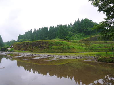 菊池水源棚田米 田植えはパズル?その2_a0254656_188028.jpg