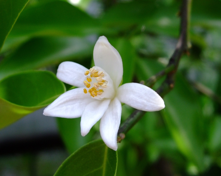 花ゆず ひげ爺の花便り