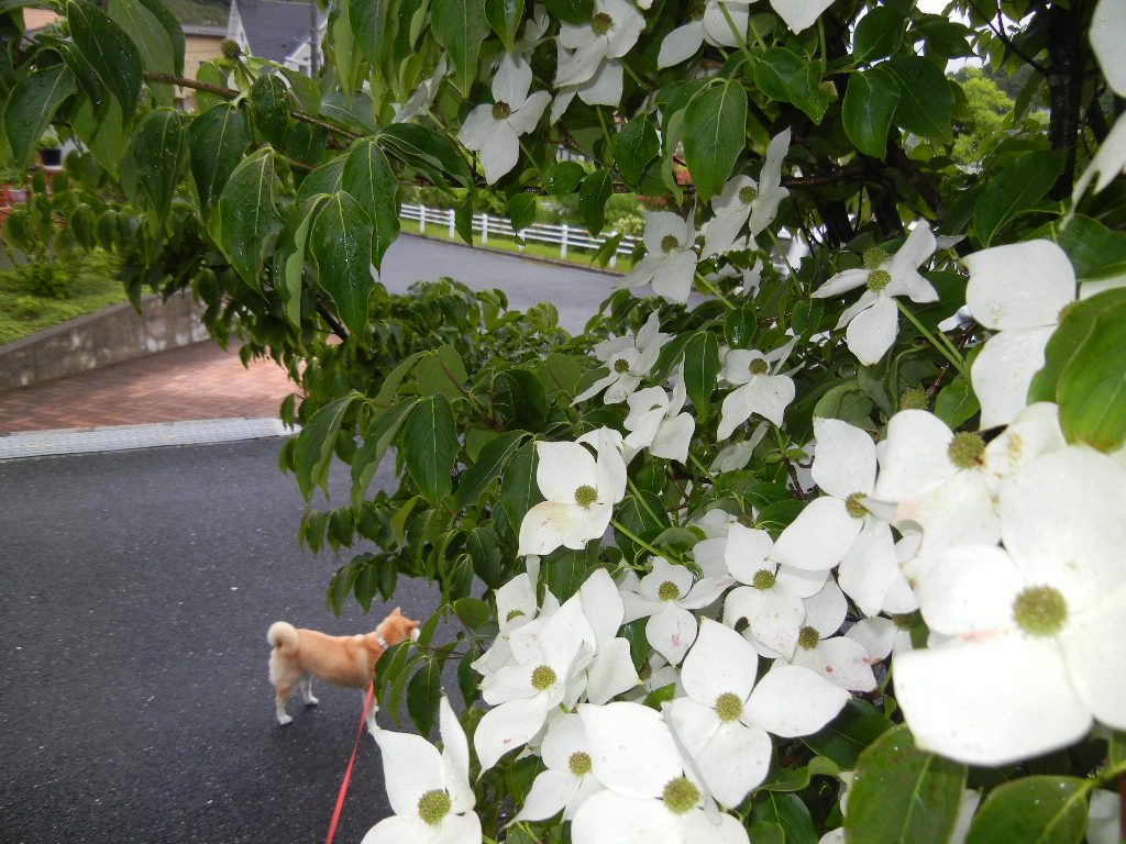 ’１２，６，１３（水）今日もやっぱり紫陽花！_f0060461_12194631.jpg