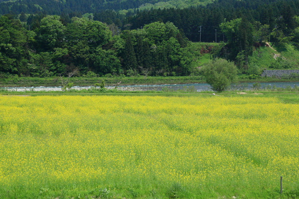 菜の花(2)_e0096372_4152195.jpg