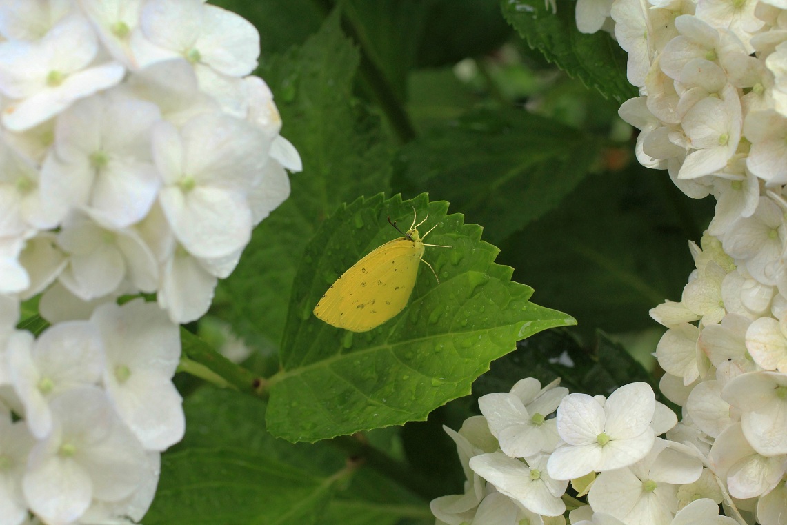 セダムの黄花& 白アジサイのキモンシロチョウ・カマキリ_a0107574_204597.jpg