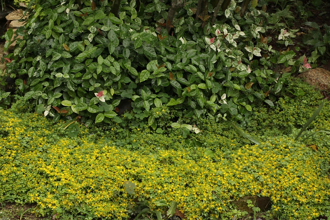 セダムの黄花& 白アジサイのキモンシロチョウ・カマキリ_a0107574_21232923.jpg