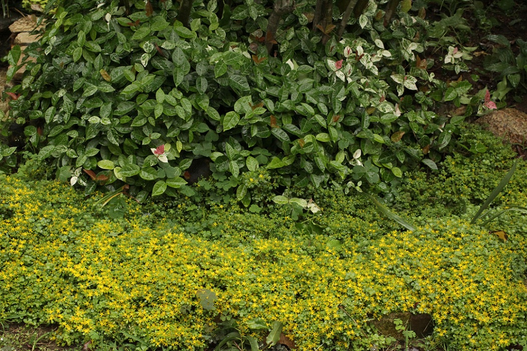 セダムの黄花＆　　　　　　　　　　　　　　　　　　　　　　白アジサイのキモンシロチョウ・カマキリ_a0107574_21232923.jpg