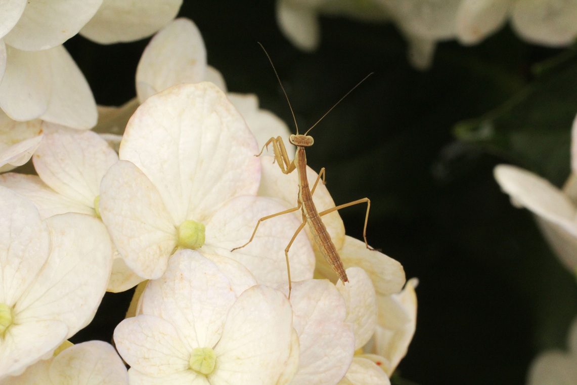 セダムの黄花＆　　　　　　　　　　　　　　　　　　　　　　白アジサイのキモンシロチョウ・カマキリ_a0107574_2151856.jpg