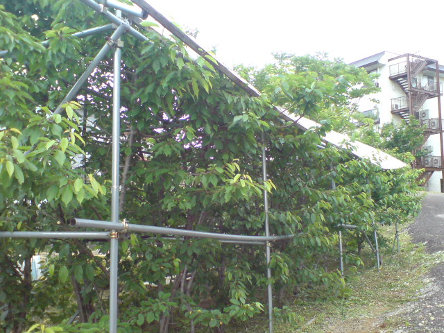 d0182179_17355526.jpg