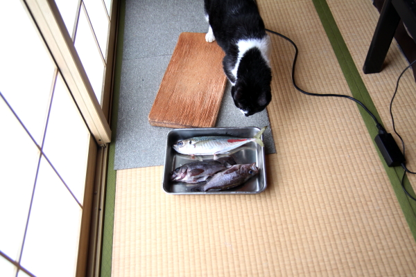 鯵とハチメと居候猫_e0104684_105365.jpg