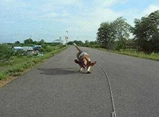 f0205887_18541287.gif