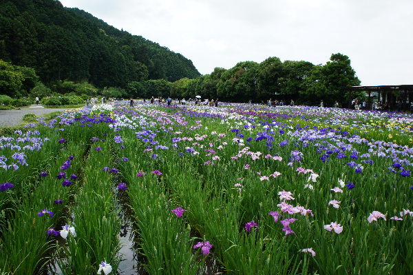 加茂花菖蒲園_d0197602_2346168.jpg