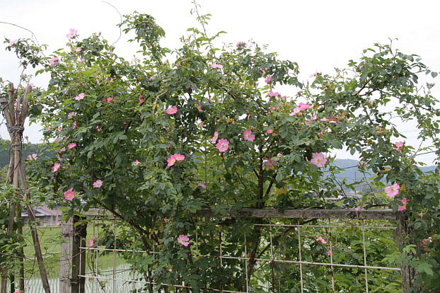 d0166303_0182087.jpg