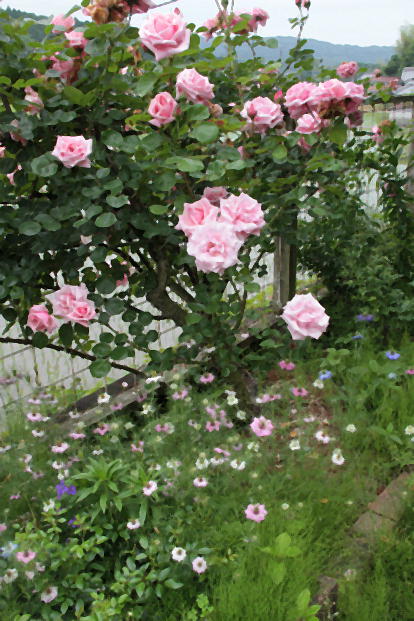 d0166303_0185831.jpg