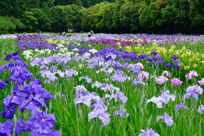 花菖蒲 3_d0119505_348054.jpg