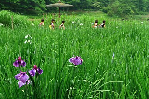 神楽女湖の菖蒲_b0014607_17502544.jpg