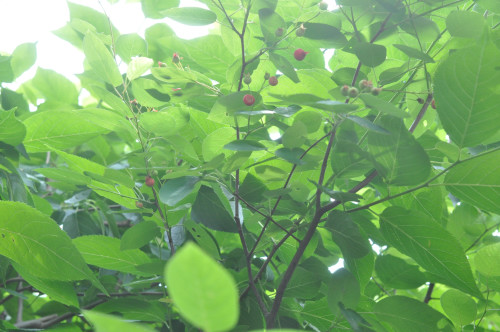 f0188408_1564720.jpg