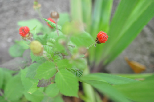 f0188408_156532.jpg