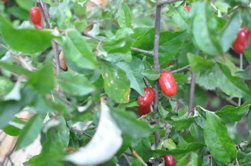 f0188408_15764.jpg