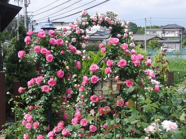 別世界の「ローズガーデン」_f0141310_7115232.jpg