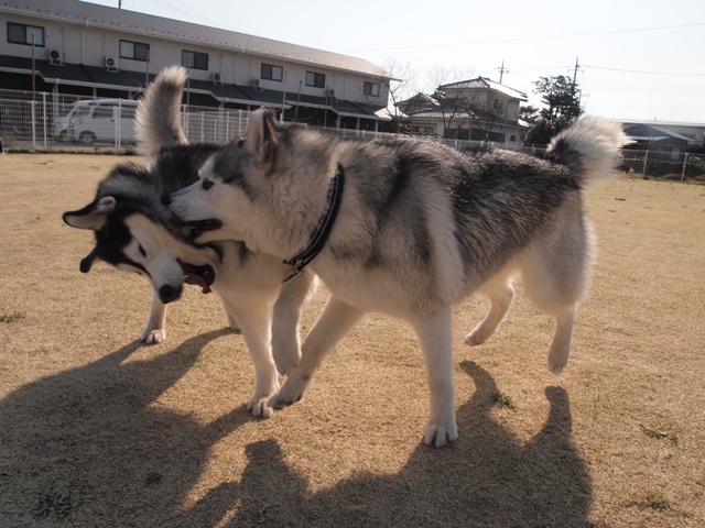 清里におっじゃま～ -2_b0207615_12371069.jpg