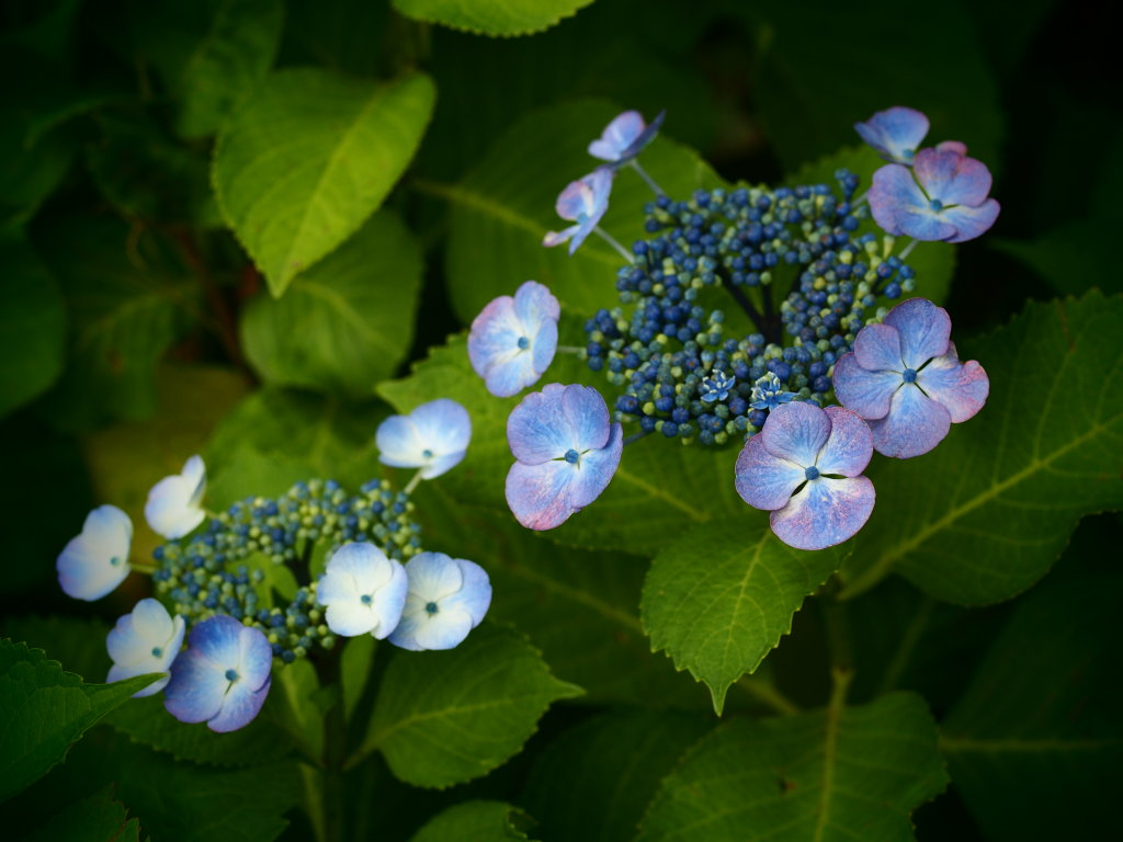 今日の花_d0192516_12182096.jpg