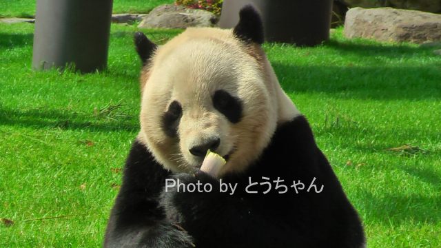 梅雨!?でもパンダ！！アドベン編(2012.06.10)_f0079716_064345.jpg