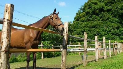 男馬の面倒くさいとこ、_b0187620_19421734.jpg