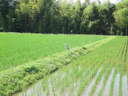 f0147922_12335422.jpg