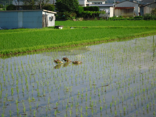 いい天気です_a0093423_8335661.jpg