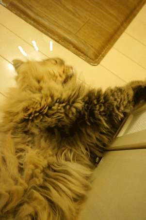 e0157129_18581168.gif
