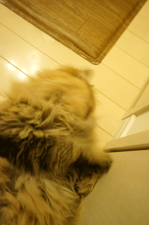 e0157129_1858162.gif