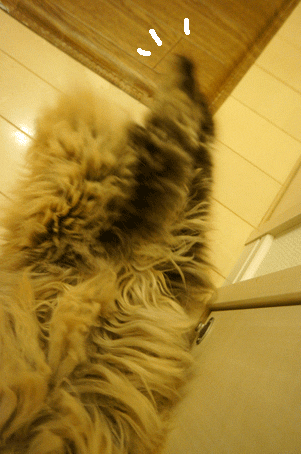 e0157129_1858651.gif
