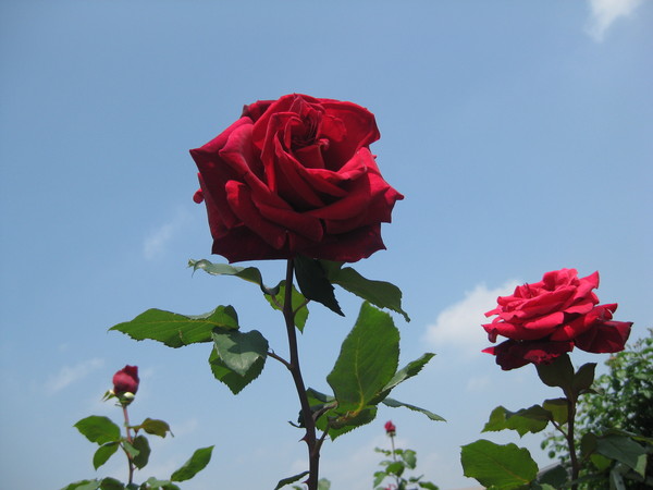 a0158236_2010079.jpg