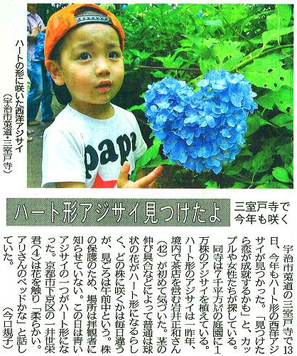 三室戸寺「ハート形のあじさい」京都新聞で紹介_d0020139_2038373.jpg