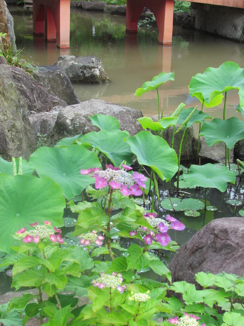 ６月１４日　　紫陽花の季節ですね。_f0117041_449435.jpg