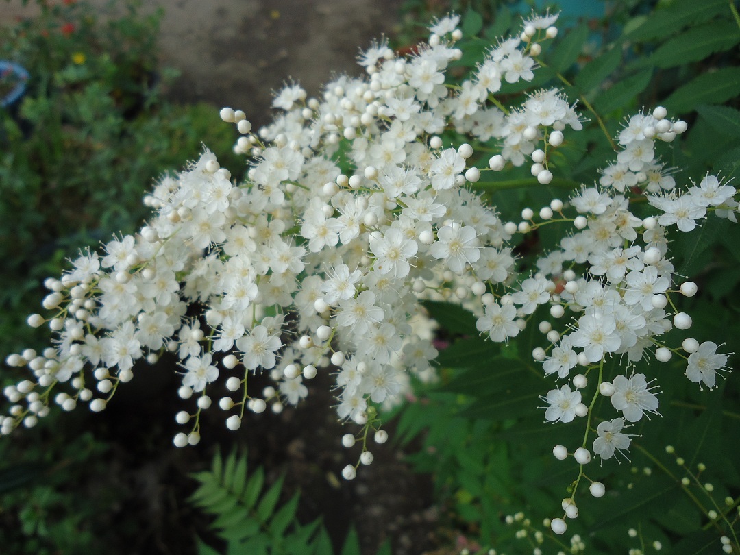 ニワナナカマド とまと ぶうたらママは花が好き
