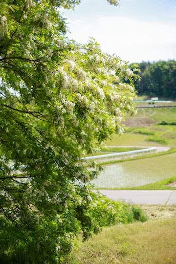 山で盛りの小さな花を楽しむ_d0008146_2452930.jpg