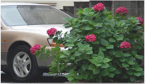 紫陽花の挿し木 聚 糧