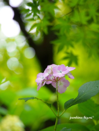 初夏の鎌倉・長谷寺へ１_e0268051_14622.jpg