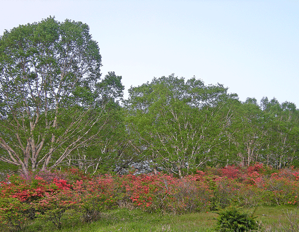 a0001354_2114627.gif