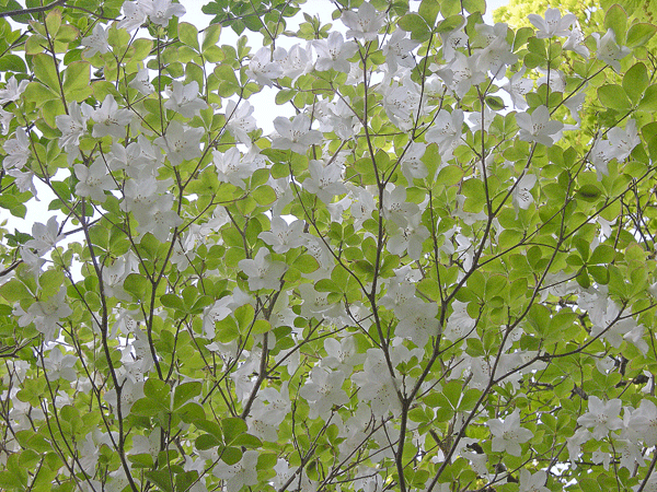 a0001354_2141464.gif