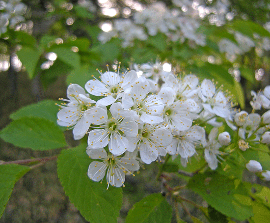 a0001354_2143790.gif