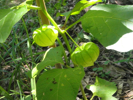 c0108460_22245690.jpg