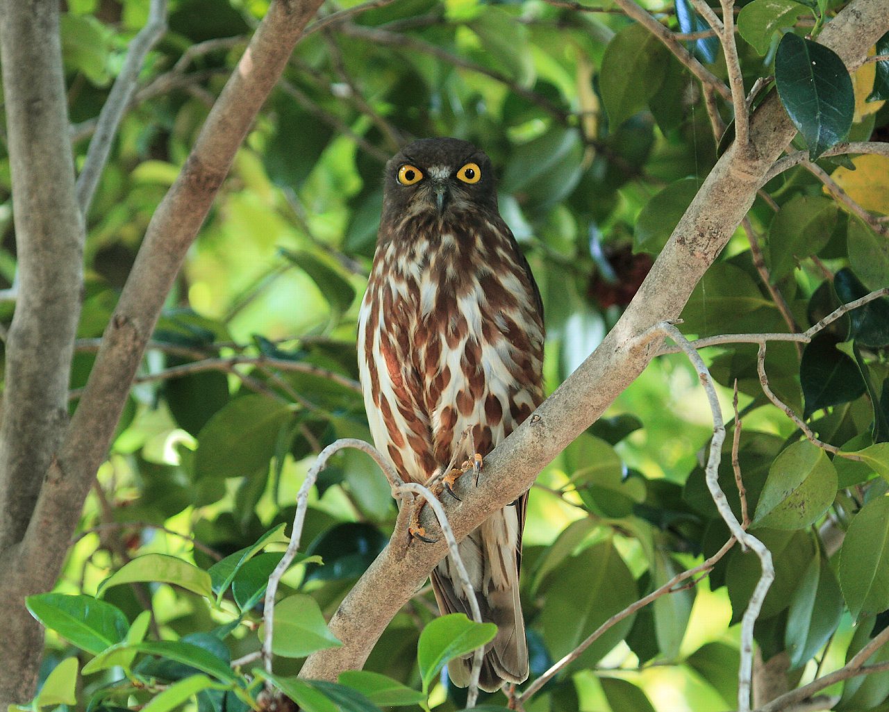 アオバズク元気です。_f0105570_2217744.jpg