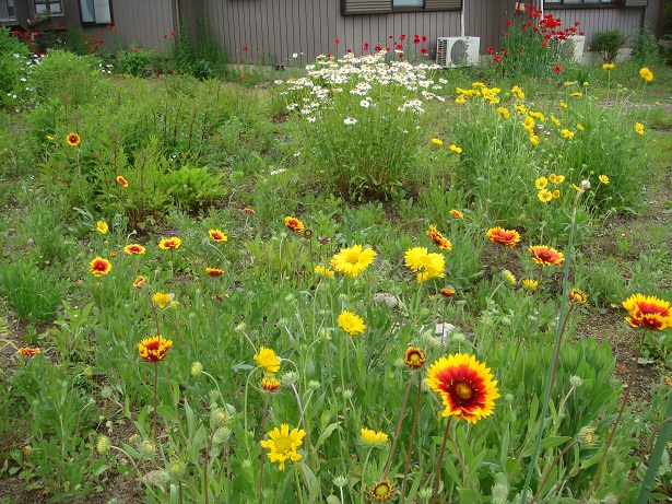 テンニンギク　丈夫な花です！_b0046473_214255.jpg