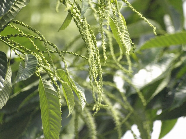 栗の花 自然風の自然風だより