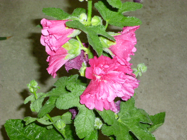 f0200477_235545100.jpg