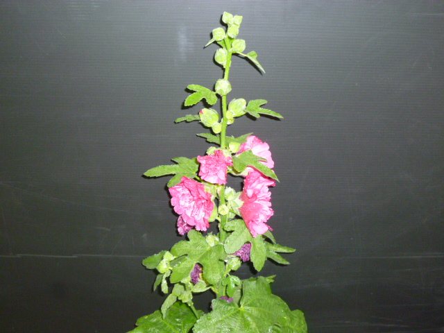 f0200477_235629.jpg