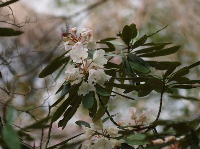 奥日光2　　湯ノ湖畔の花　　苔むした倒木_a0085679_1955972.jpg