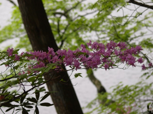 奥日光2　　湯ノ湖畔の花　　苔むした倒木_a0085679_19563989.jpg