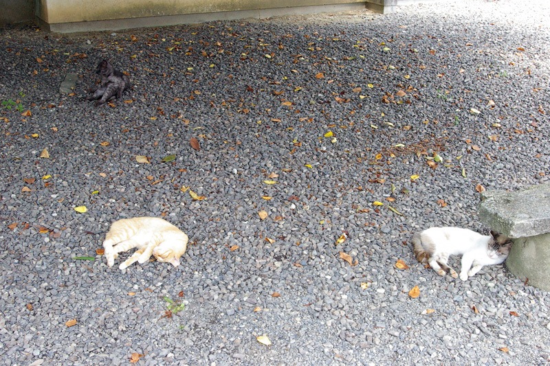暑さをしのぐ猫_f0130879_22463753.jpg